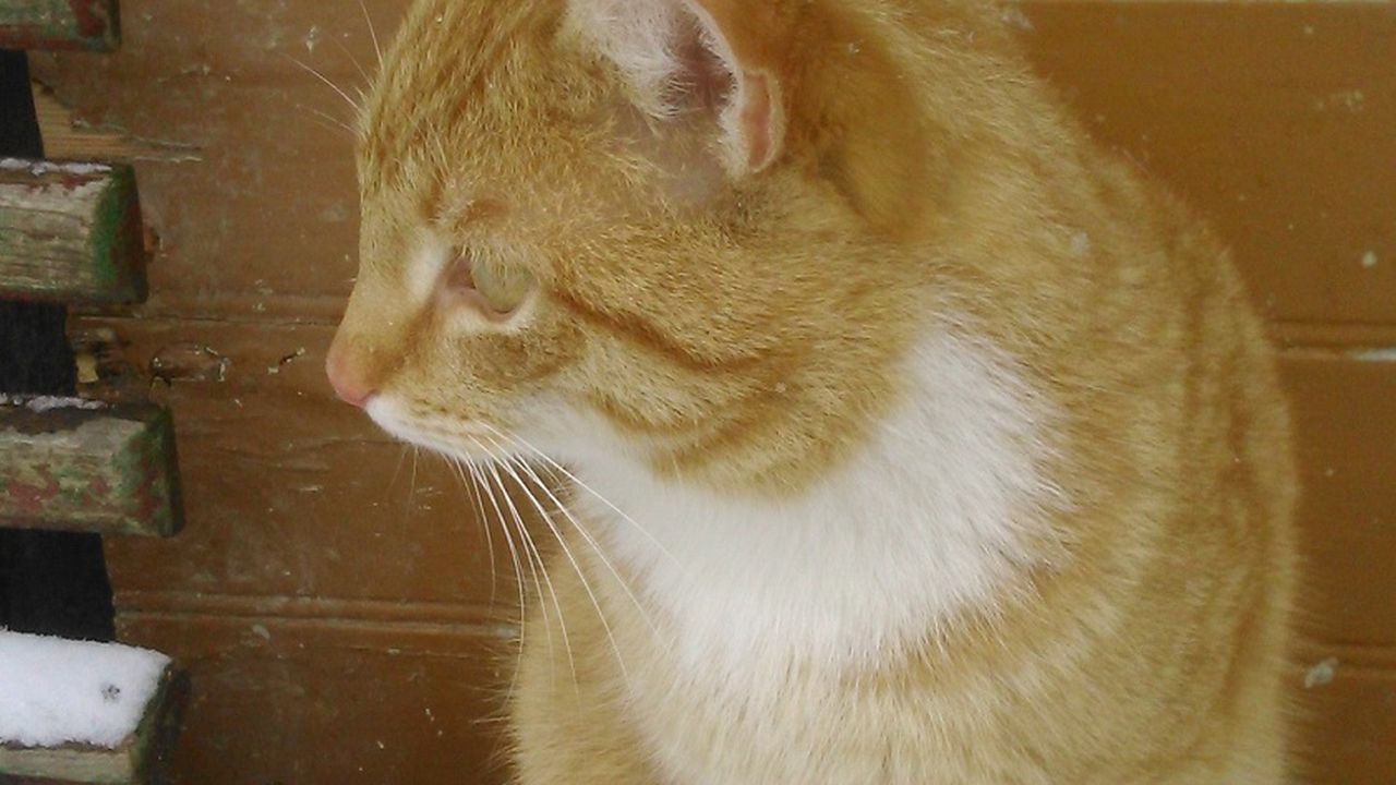 Hofkater Friedolin Hofkater Friedolin